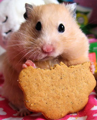 Food-loving Hamster