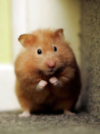 Sweet Hamster